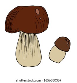 Ilustración vectorial dibujada a mano por hongos. Dibujo de comida de boceto aislado. Producto vegetariano orgánico para menú, etiqueta, embalaje