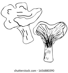 Malzraum handgezeichnet Vektorillustration Illustration. Einziger Skizzenzeichner für Lebensmittel. Bio-vegetarisches Produkt für Menü, Etikett, Verpackung