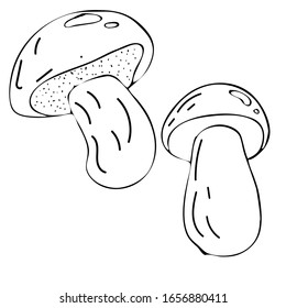 Ilustración vectorial dibujada a mano por hongos. Dibujo de comida de boceto aislado. Producto vegetariano orgánico para menú, etiqueta, embalaje