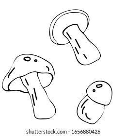 Mushroom hand drawn vector illustration. Isolated Sketch food drawing. Organic vegetarian product for menu, label, packaging