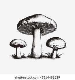 Mushroom hand drawn vector illustration engraved vintage style hand drawn isolated on white background