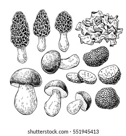 Cogumelo ilustração vetorial desenhada à mão. Desenho de comida de esboço isolado no fundo branco. Morel, trufa, porcini, orelha de madeira. Produto vegetariano orgânico. Ótimo para menu, etiqueta, embalagem, re