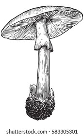 Mushroom hand drawn vector illustration