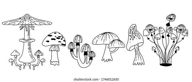 Mushroom hand-drawing vector illustration. An isolated sketch of a food drawing. Champignon, enokitake, oyster, honey agaric, chanterelles, shiitake. Organic vegetarian product for menu, label.