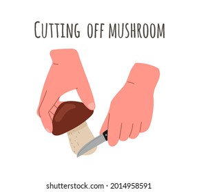 Mushroom harvesting,picking.Gathering mushrooms, the method of cutting mushrooms by the root with a knife.Vector flat illustration.