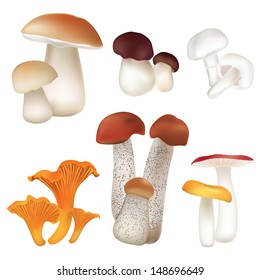 Mushroom icons set. Boletus isolated over white background vector colorful collection.