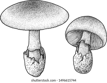 Caesar’s mushroom illustration, drawing, engraving, ink, line art, vector