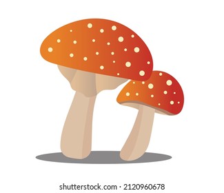 Mushroom illustration in high resolution for many type of use.