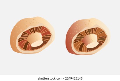 mushroom illustration set  art vector