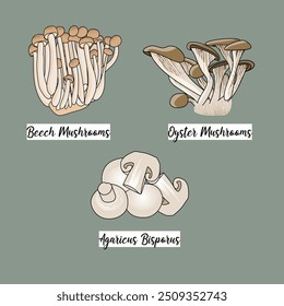 cogumelo ilustração conjunto desenhar faia ostra agaricus cogumelos comestíveis natureza alimento 