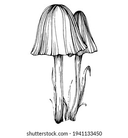 Mushroom illustration sketch for logo. Mushrooms tattoo highly detailed in line art style. Black and white clip art isolated on white background. Antique vintage engraving illustration.