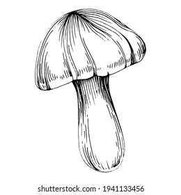 Mushroom illustration sketch for logo. Mushrooms tattoo highly detailed in line art style. Black and white clip art isolated on white background. Antique vintage engraving illustration.