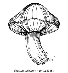 Mushroom illustration sketch for logo. Mushrooms tattoo highly detailed in line art style. Black and white clip art isolated on white background. Antique vintage engraving illustration.