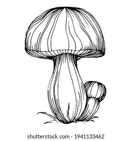 Mushroom illustration sketch for logo. Mushrooms tattoo highly detailed in line art style. Black and white clip art isolated on white background. Antique vintage engraving illustration.