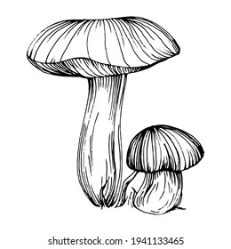 Mushroom illustration sketch for logo. Mushrooms tattoo highly detailed in line art style. Black and white clip art isolated on white background. Antique vintage engraving illustration.