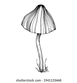 Mushroom illustration sketch for logo. Mushrooms tattoo highly detailed in line art style. Black and white clip art isolated on white background. Antique vintage engraving illustration.