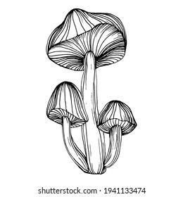 Mushroom illustration sketch for logo. Mushrooms tattoo highly detailed in line art style. Black and white clip art isolated on white background. Antique vintage engraving illustration.