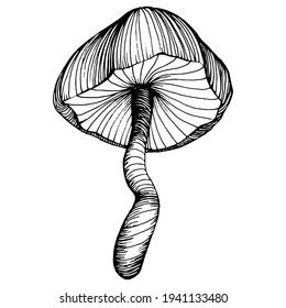 Mushroom illustration sketch for logo. Mushrooms tattoo highly detailed in line art style. Black and white clip art isolated on white background. Antique vintage engraving illustration.