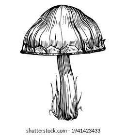 Mushroom illustration sketch for logo. Mushrooms tattoo highly detailed in line art style. Black and white clip art isolated on white background. Antique vintage engraving illustration.