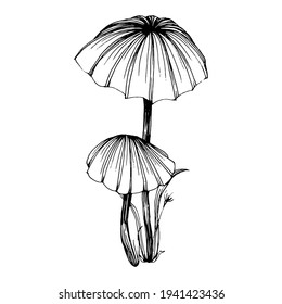 Mushroom illustration sketch for logo. Mushrooms tattoo highly detailed in line art style. Black and white clip art isolated on white background. Antique vintage engraving illustration.