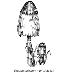 Mushroom illustration sketch for logo. Mushrooms tattoo highly detailed in line art style. Black and white clip art isolated on white background. Antique vintage engraving illustration.