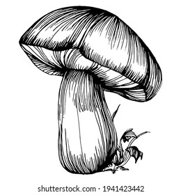 Mushroom illustration sketch for logo. Mushrooms tattoo highly detailed in line art style. Black and white clip art isolated on white background. Antique vintage engraving illustration.