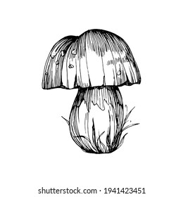 Mushroom illustration sketch for logo. Mushrooms tattoo highly detailed in line art style. Black and white clip art isolated on white background. Antique vintage engraving illustration.