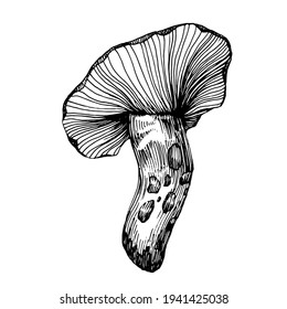 Mushroom illustration sketch for logo. Mushrooms tattoo highly detailed in line art style. Black and white clip art isolated on white background. Antique vintage engraving illustration.