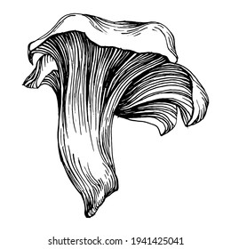 Mushroom illustration sketch for logo. Mushrooms tattoo highly detailed in line art style. Black and white clip art isolated on white background. Antique vintage engraving illustration.