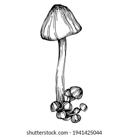 Mushroom illustration sketch for logo. Mushrooms tattoo highly detailed in line art style. Black and white clip art isolated on white background. Antique vintage engraving illustration.