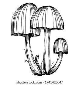 Mushroom illustration sketch for logo. Mushrooms tattoo highly detailed in line art style. Black and white clip art isolated on white background. Antique vintage engraving illustration.