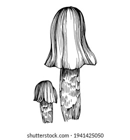 Mushroom illustration sketch for logo. Mushrooms tattoo highly detailed in line art style. Black and white clip art isolated on white background. Antique vintage engraving illustration.