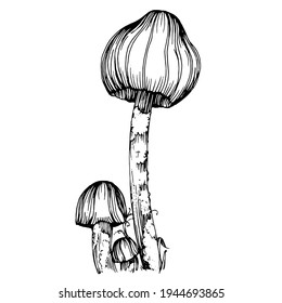 Mushroom illustration sketch for logo. Mushrooms tattoo highly detailed in line art style. Black and white clip art isolated on white background. Antique vintage engraving illustration.