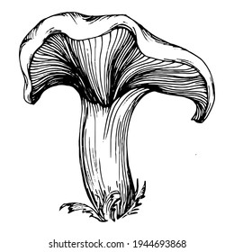 Mushroom illustration sketch for logo. Mushrooms tattoo highly detailed in line art style. Black and white clip art isolated on white background. Antique vintage engraving illustration.