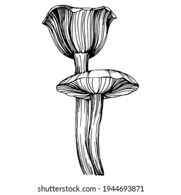 Mushroom illustration sketch for logo. Mushrooms tattoo highly detailed in line art style. Black and white clip art isolated on white background. Antique vintage engraving illustration.