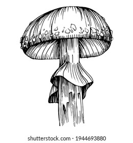 Mushroom illustration sketch for logo. Mushrooms tattoo highly detailed in line art style. Black and white clip art isolated on white background. Antique vintage engraving illustration.