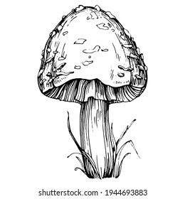 Mushroom illustration sketch for logo. Mushrooms tattoo highly detailed in line art style. Black and white clip art isolated on white background. Antique vintage engraving illustration.