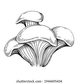 Mushroom illustration sketch for logo. Mushrooms tattoo highly detailed in line art style. Black and white clip art isolated on white background. Antique vintage engraving illustration.