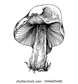 Mushroom illustration sketch for logo. Mushrooms tattoo highly detailed in line art style. Black and white clip art isolated on white background. Antique vintage engraving illustration.