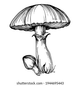 Mushroom illustration sketch for logo. Mushrooms tattoo highly detailed in line art style. Black and white clip art isolated on white background. Antique vintage engraving illustration.