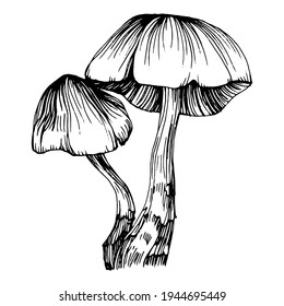 Mushroom illustration sketch for logo. Mushrooms tattoo highly detailed in line art style. Black and white clip art isolated on white background. Antique vintage engraving illustration.