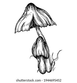 Mushroom illustration sketch for logo. Mushrooms tattoo highly detailed in line art style. Black and white clip art isolated on white background. Antique vintage engraving illustration.