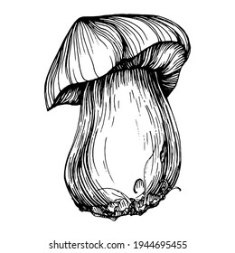 Mushroom illustration sketch for logo. Mushrooms tattoo highly detailed in line art style. Black and white clip art isolated on white background. Antique vintage engraving illustration.