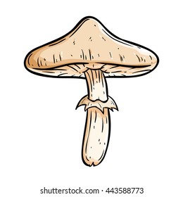 Mushroom illustration using doodle art on white background