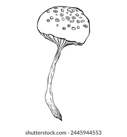 Mushroom in ink sketching style isolated. Hand drawn food item. Outline scribble of wild mushroom. Mycology. Poisonous, toadstools doodle