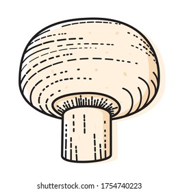 El hongo está aislado en un fondo blanco. Ilustración vectorial de verduras