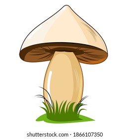 Mushroom. Isolated on white background. Cute cartoon style. Beautiful illustration. With grass. Vector