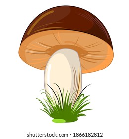 Mushroom. Isolated on white background. Cute cartoon style. Beautiful illustration. With grass. Vector