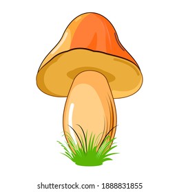 Setas. Aislado sobre fondo blanco. Estilo de dibujos animados. Hermosa ilustración. Con hierba. Vector