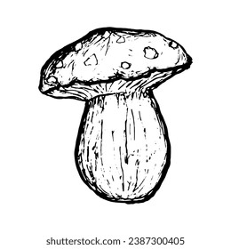 Mushroom isolated on white background. Doodle Vector illustration. Gifts of forest, mushroom picking. Harvest sketch hand-drawn.